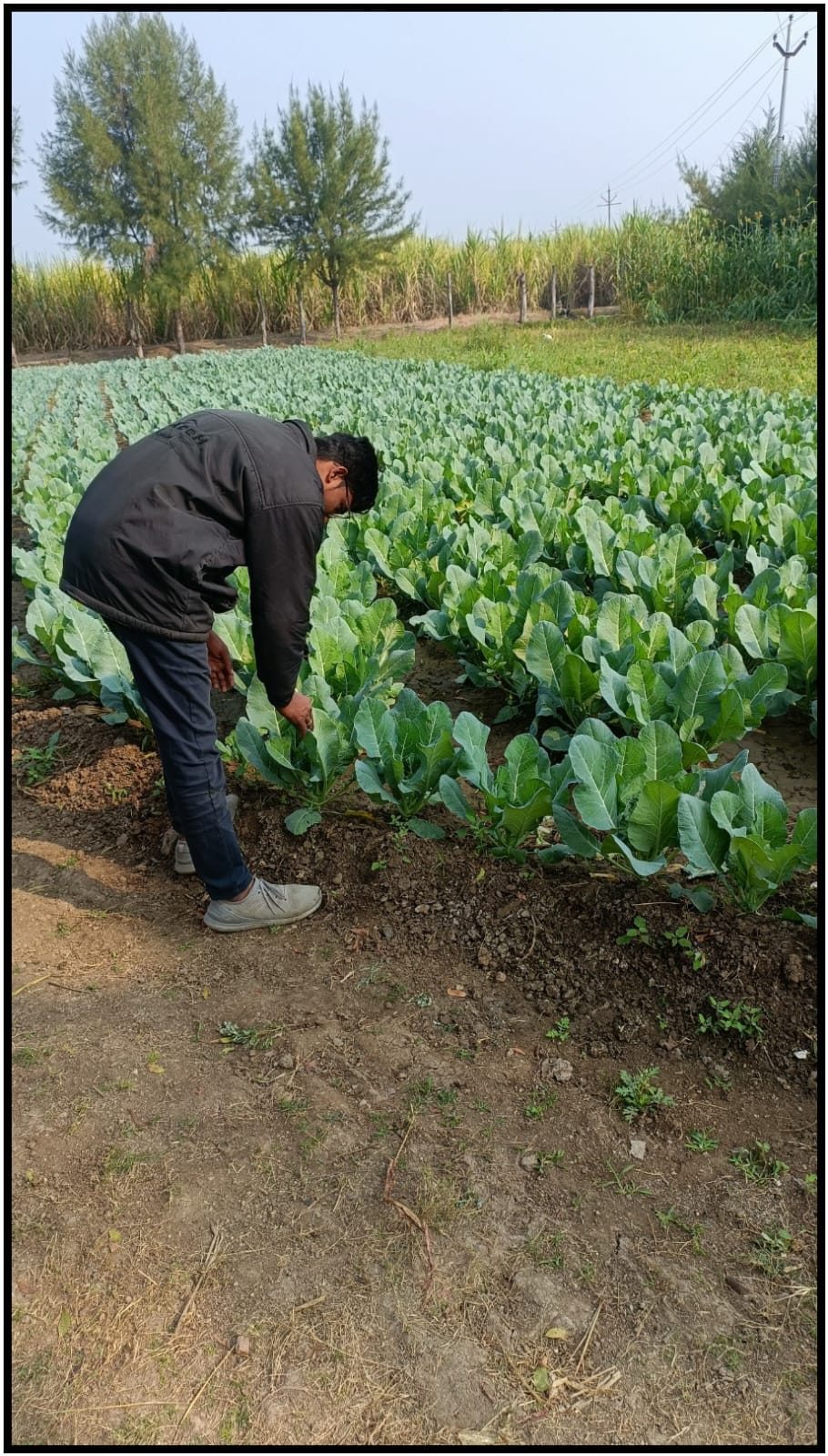 Farm Field